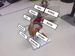 Teaser image: Hedgehog Labeling: View Management Techniques for External Labels in 3D Space